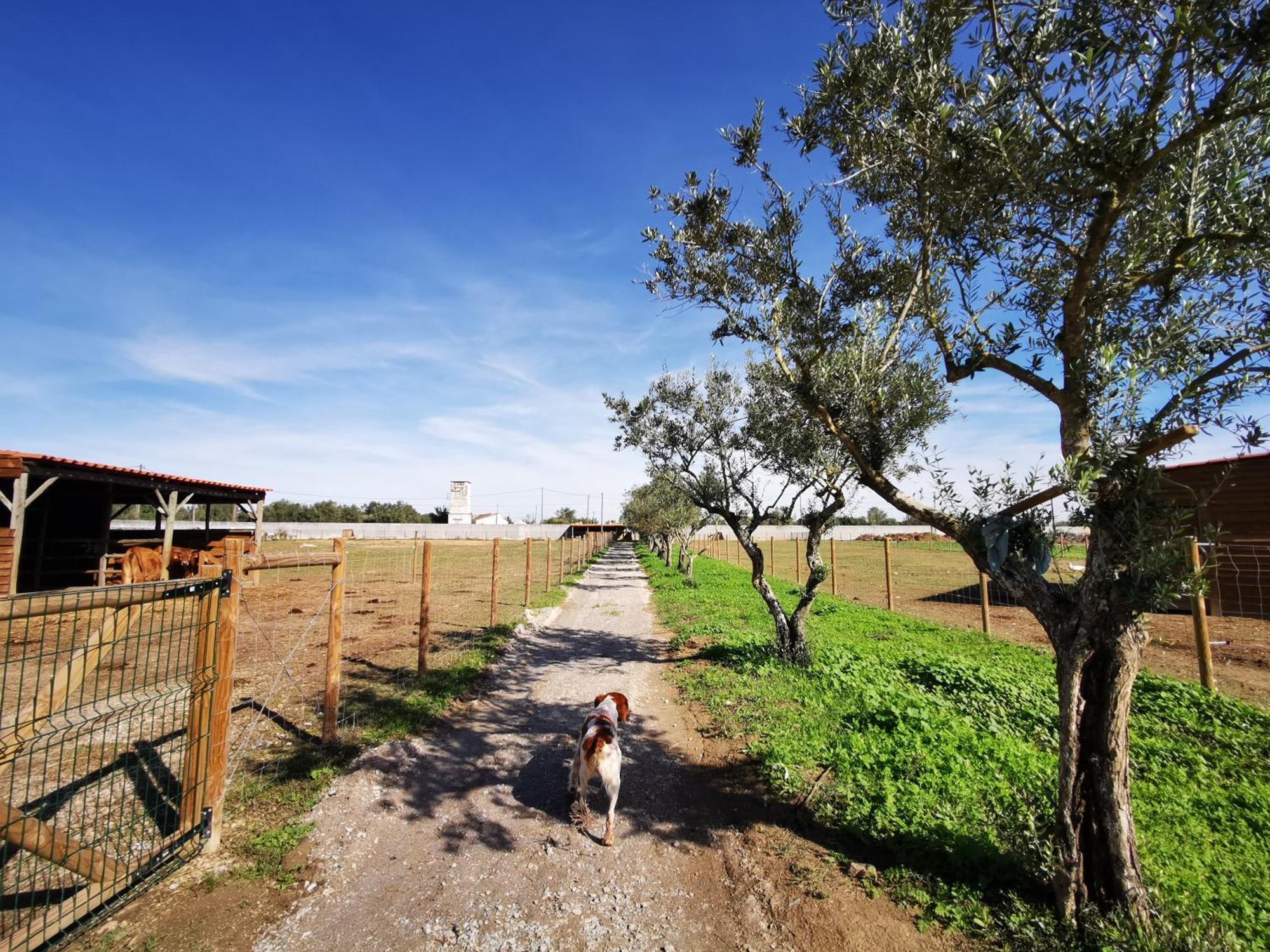 Villa Quinta Do Louredo - Évora Exterior foto