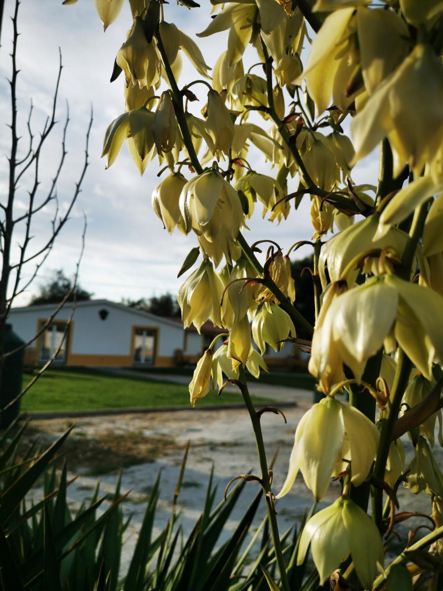 Villa Quinta Do Louredo - Évora Exterior foto